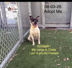 Shelter Stray Female Dog last seen , 1850 W 60th St, Los Angeles, CA 90047, USA