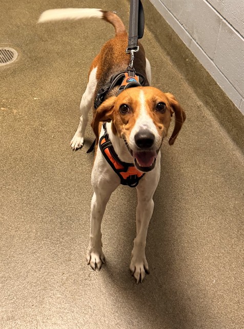 Shelter Stray Male Dog last seen Near BLOCK CORDGRASS LANE, 2020 Forest St, Jacksonville, FL 32204, USA