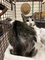 Shelter Stray Female Cat last seen Near BLOCK BLCK ELM AVE, LONG BEACH, CA, 90803, 7700 E Spring St, Long Beach, CA 90815, USA