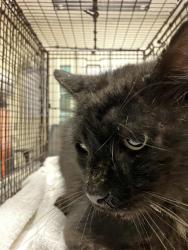 Shelter Stray Male Cat last seen Near BLOCK BLCK MONICA AVE, LONG BEACH, CA 90808, 7700 E Spring St, Long Beach, CA 90815, USA