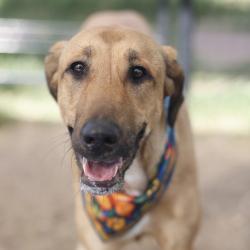 Shelter Stray Female Dog last seen Near BLOCK NW MILITARY, 4710 TX-151, San Antonio, TX 78227, USA
