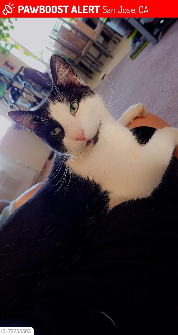 Lost Male Cat last seen Winchester Blvd & Hamilton Ave, San Jose, CA 95117