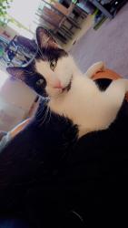 Lost Male Cat last seen Winchester Blvd & Hamilton Ave, San Jose, CA 95117