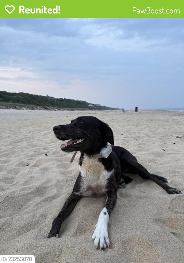 Reunited Female Dog last seen Wavecrest, Montauk, NY 11954