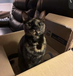 Lost Female Cat last seen Bear Creek Neighborhood, Ormond Beach, FL 32174