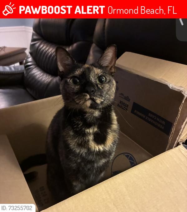 Lost Female Cat last seen Bear Creek Neighborhood, Ormond Beach, FL 32174
