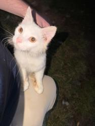 Found/Stray Female Cat last seen Renew 3902 apmt Complex, Cincinnati, OH 45245