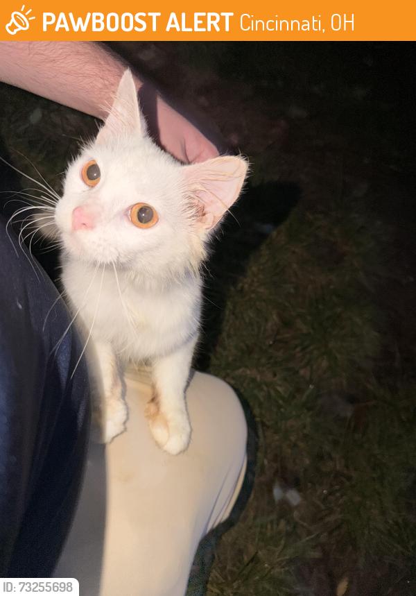Found/Stray Female Cat last seen Renew 3902 apmt Complex, Cincinnati, OH 45245