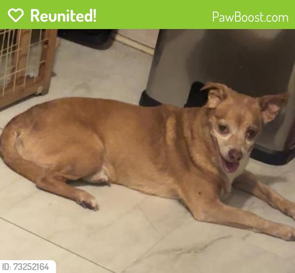 Reunited Male Dog last seen East Jersey St, Elizabeth, NJ 07207
