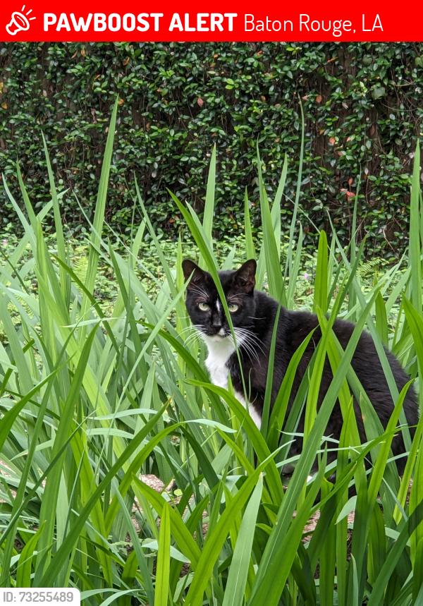 Lost Female Cat last seen Kenmore and Gladden, Baton Rouge, LA 70808