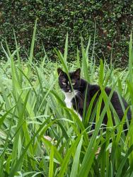 Lost Female Cat last seen Kenmore and Gladden, Baton Rouge, LA 70808
