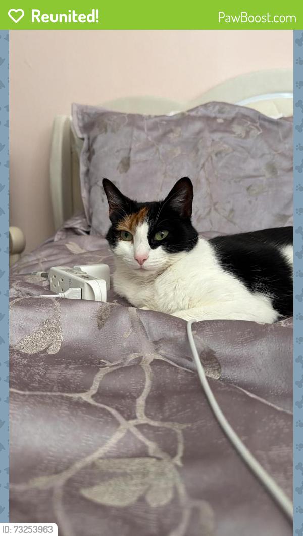 Reunited Female Cat last seen Pennsylvania & 253rd, Lomita, CA 90717