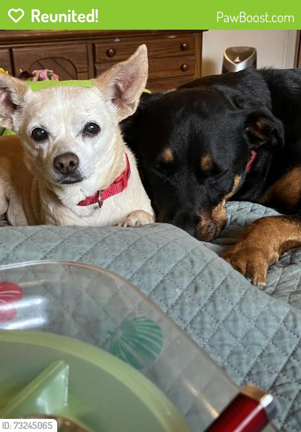 Reunited Female Dog last seen Hyssop Dr & Rue way, Rancho Cucamonga, CA 91739