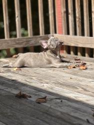 Reunited Female Dog last seen Las palmas, Altamonte Springs, FL 32714