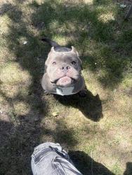 Reunited Male Dog last seen S Macon St Aurora, Aurora, CO 80012