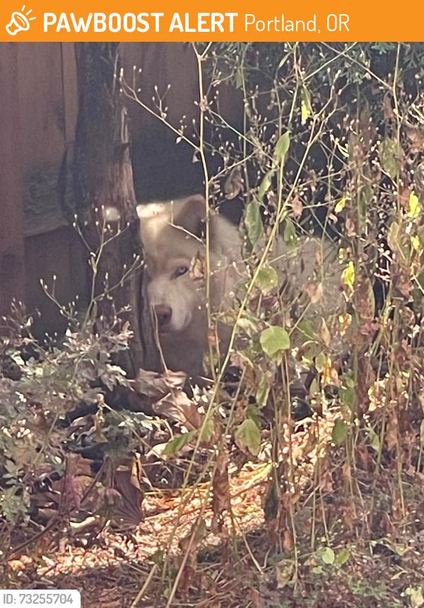 Found/Stray Unknown Dog last seen 141st and NE Knott Street, Portland, OR 97230
