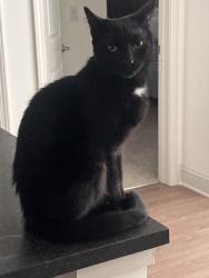 Lost Male Cat last seen Livano Limestone Springs, 3700 Limestone Ridge NE, Gainesville, GA 30501 — near Gainesville Middle School / Limestone Ridge NE., Gainesville, GA 30501