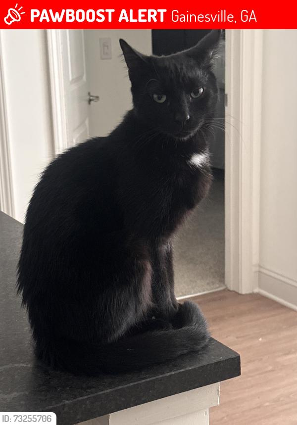 Lost Male Cat last seen Livano Limestone Springs, 3700 Limestone Ridge NE, Gainesville, GA 30501 — near Gainesville Middle School / Limestone Ridge NE., Gainesville, GA 30501
