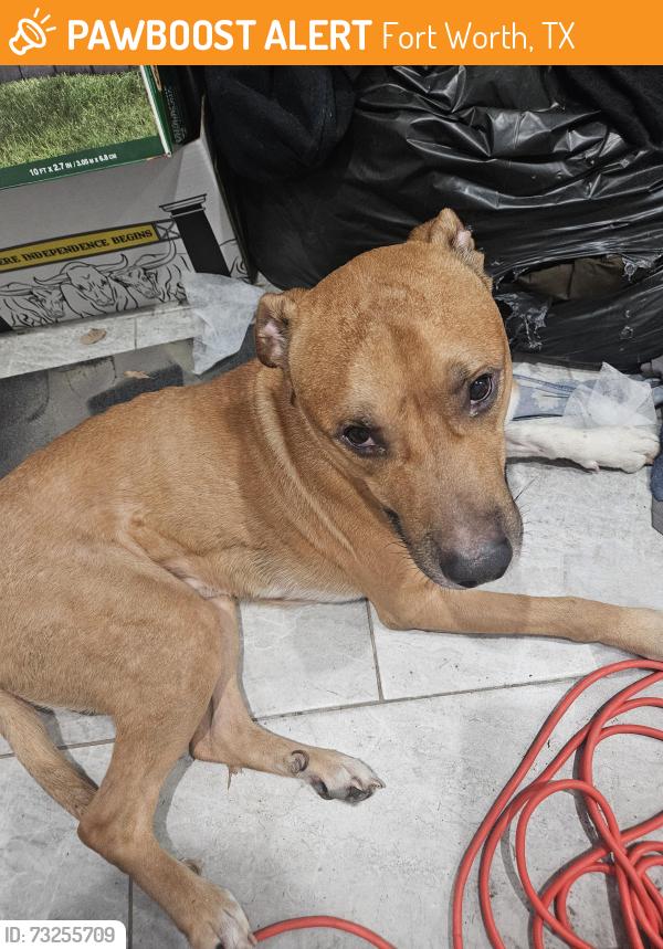 Found/Stray Male Dog last seen Walton, Fort Worth, TX 76133