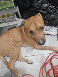 Found/Stray Male Dog last seen Walton, Fort Worth, TX 76133