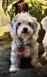 Reunited Female Dog last seen Park falls and longenbaugh, Houston, TX 77095