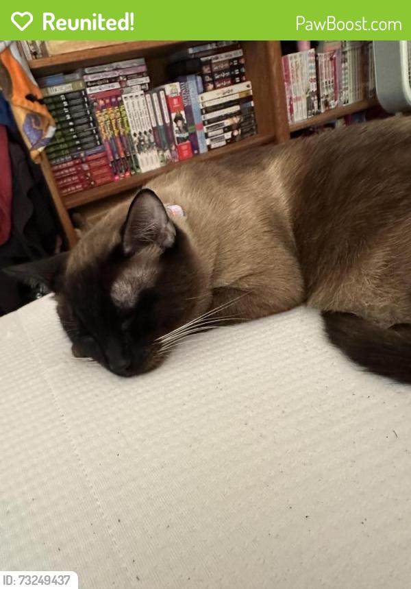 Reunited Male Cat last seen Alderwood court and 197th ave, Aloha, OR 97003