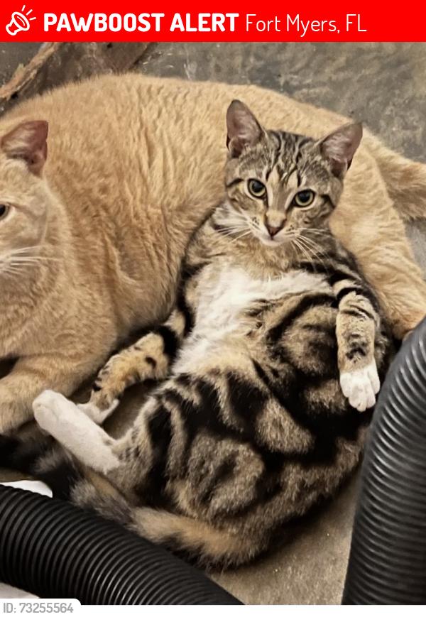 Lost Female Cat last seen Winkler and Fowler Streets, Fort Myers, FL 33901