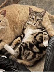Lost Female Cat last seen Winkler and Fowler Streets, Fort Myers, FL 33901