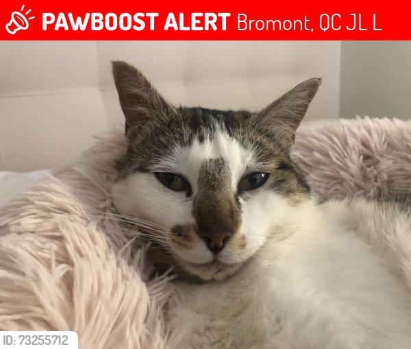 Lost Male Cat last seen Near rue du Centaure in Bromont, Bromont, QC J2L 3L3