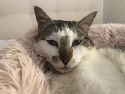 Lost Male Cat last seen Near rue du Centaure in Bromont, Bromont, QC J2L 3L3
