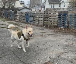 Reunited Male Dog last seen Lamartine Terrace, Yonkers, NY 10701, USA, Yonkers, NY 10701