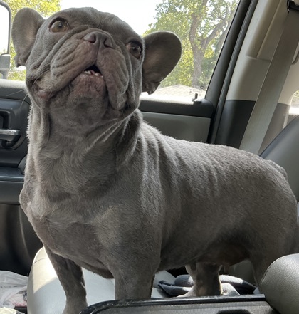 Shelter Stray Female Dog last seen Hyde Park, 75150, TX, 1650 Gross Rd, Mesquite, TX 75149, USA