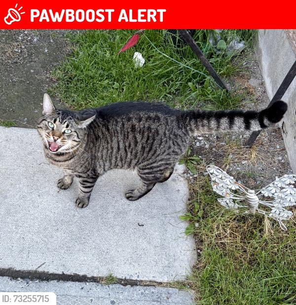 Lost Male Cat last seen Lasalle Boulevard and Lansing, Greater Sudbury, ON 