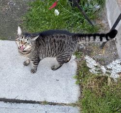 Lost Male Cat last seen Lasalle Boulevard and Lansing, Greater Sudbury, ON 