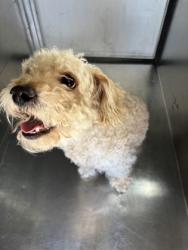 Shelter Stray Male Dog last seen , , TX, 355 Hillshire Dr, Haslet, TX 76052, USA