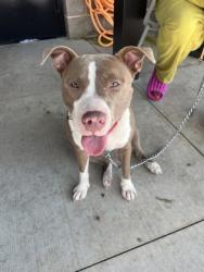 Shelter Stray Male Dog last seen Near W Marietta ST NW, Atlanta, GA, 1251 Fulton Industrial Blvd NW, Atlanta, GA 30336, USA