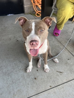 Shelter Stray Male Dog last seen Near W Marietta ST NW, Atlanta, GA, 1251 Fulton Industrial Blvd NW, Atlanta, GA 30336, USA