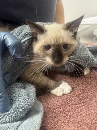 Shelter Stray Male Cat last seen Near Aramon Dr, Rancho Cordova,, 6201 Florin Perkins Rd, Sacramento, CA 95828, USA