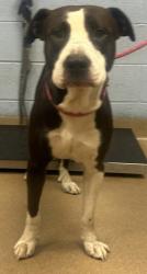 Shelter Stray Male Dog last seen Near Central Dr, Stone Mountain, GA 30083, 30083, GA, 3280 Chamblee Dunwoody Rd, Chamblee, GA 30341, USA