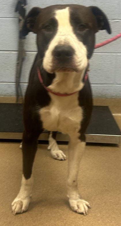 Shelter Stray Male Dog last seen Near Central Dr, Stone Mountain, GA 30083, 30083, GA, 3280 Chamblee Dunwoody Rd, Chamblee, GA 30341, USA
