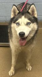 Shelter Stray Female Dog last seen Near Clairmont Road, Chamblee, GA 30341, 30341, GA, 3280 Chamblee Dunwoody Rd, Chamblee, GA 30341, USA