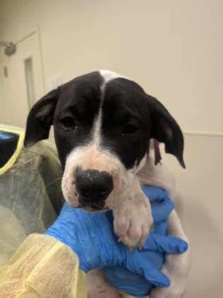 Shelter Stray Female Dog last seen Near west Alexandria, Madison Twp, OH, 1820 Princeton Rd, Hamilton, OH 45011, USA