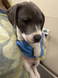 Shelter Stray Female Dog last seen Near west Alexandria, Madison Twp, OH, 1820 Princeton Rd, Hamilton, OH 45011, USA