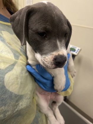 Shelter Stray Female Dog last seen Near west Alexandria, Madison Twp, OH, 1820 Princeton Rd, Hamilton, OH 45011, USA