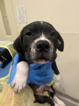 Shelter Stray Male Dog last seen Near west Alexandria, Madison Twp, OH, 1820 Princeton Rd, Hamilton, OH 45011, USA