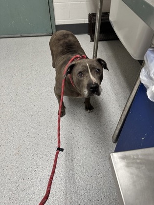 Shelter Stray Female Dog last seen 66th Av & International, Oakland,, 1101 29th Ave, Oakland, CA 94601, USA
