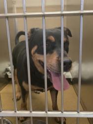 Shelter Stray Female Dog last seen Near lowe st, Cedar Hill, TX, 1150 E Pleasant Run Rd, Cedar Hill, TX 75104, USA