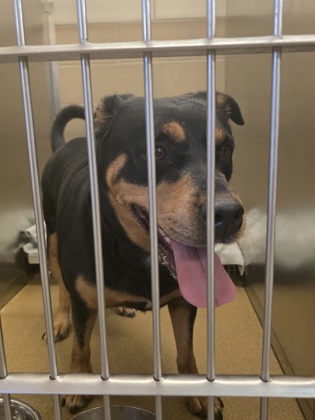 Shelter Stray Female Dog last seen Near lowe st, Cedar Hill, TX, 1150 E Pleasant Run Rd, Cedar Hill, TX 75104, USA