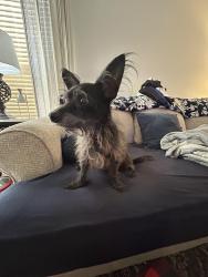 Reunited Male Dog last seen Sailfish Ln, Plantation Animal hosp, US-17, Hibernia Baptist Church, Fleming Island, FL 32003