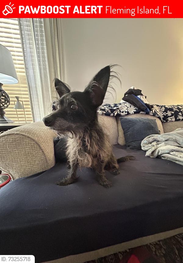 Lost Male Dog last seen Sailfish Ln, Plantation Animal hosp, US-17, Hibernia Baptist Church, Fleming Island, FL 32003